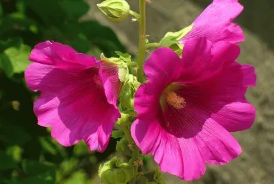 Hollyhock