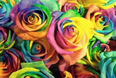 rose