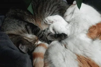 Friends