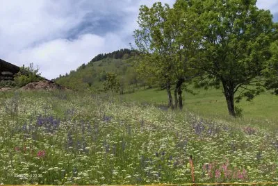 Fleurs des Alpes (Fr)