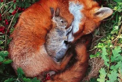 Fox