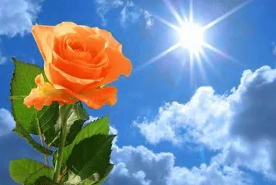 Roses