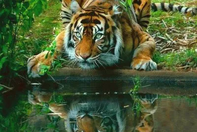Tiger jigsaw puzzle