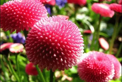 bellis