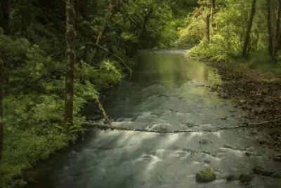 Un arroyo corriendo entre Ã¡rboles y arbustos