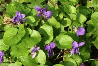 Violets, Cornwall