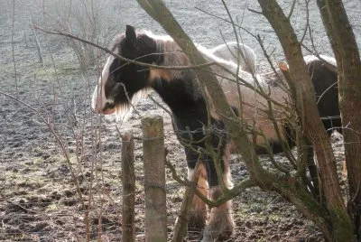 Horses in winter (Bel)