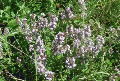 Wild oregano (Belg)