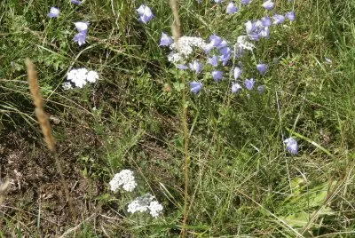 Fleurs des champs