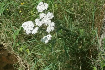 AchilllÃ©e (Belg)
