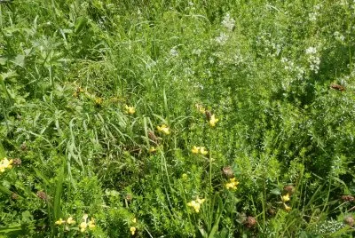 פאזל של fleurs d 'Ã©tÃ© (Belg)