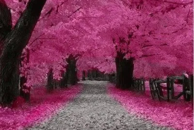 rosa