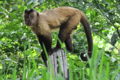 Macaco