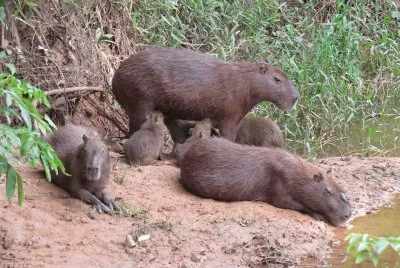 Capivaras