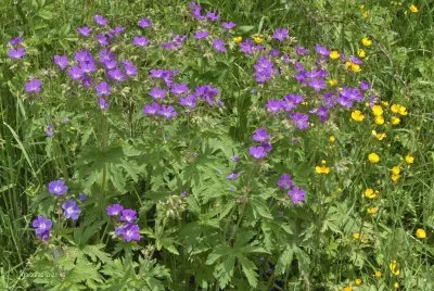 Fleurs alpines (FR)