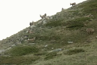 Bouquetins - Alpes (Fr)