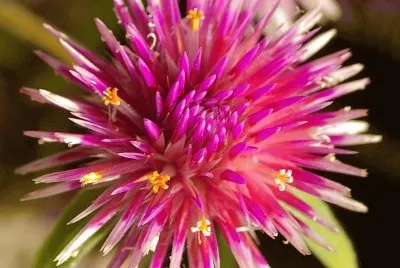 gomphrena