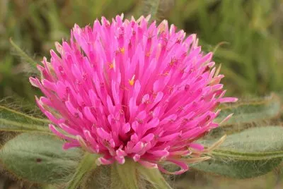 gomphrena