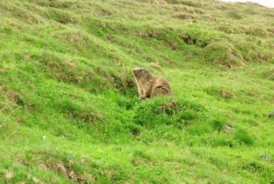 Marmotte (Alpes-France)