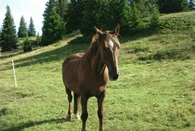 Cheval (Vercors-Fr)