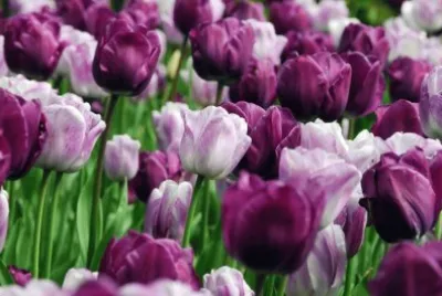 tulip