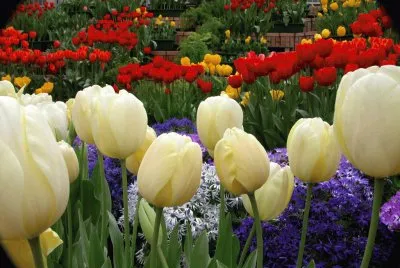 tulip