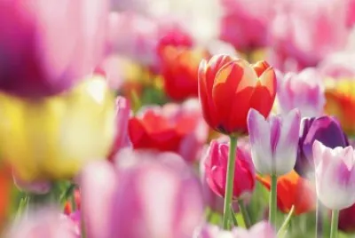 tulip