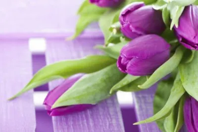 tulip