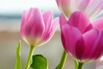 tulip