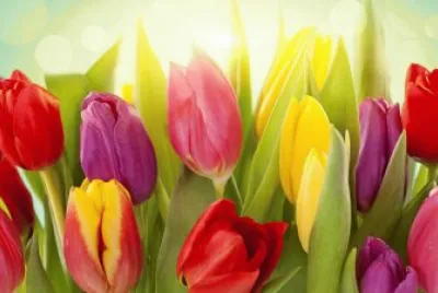 tulip