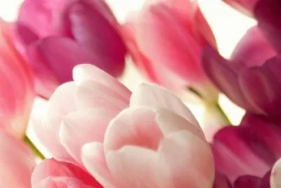 tulip
