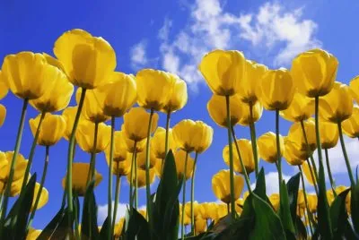 tulip