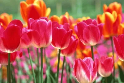 tulip