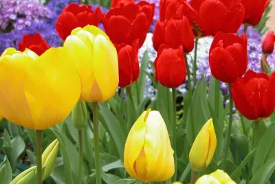tulip