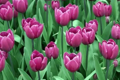 tulip