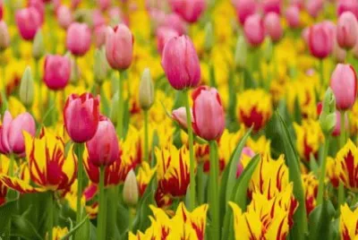 tulip