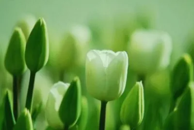 tulip