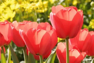 tulip