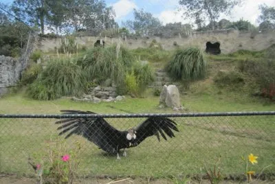 CÃ³ndor de los Andes