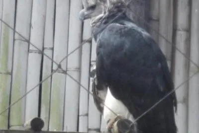 +Ãguila