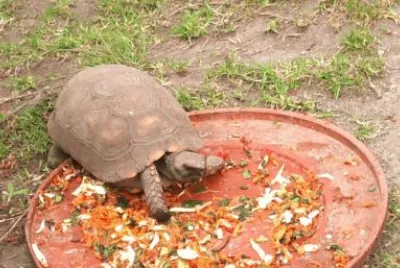 Tortuguita jigsaw puzzle
