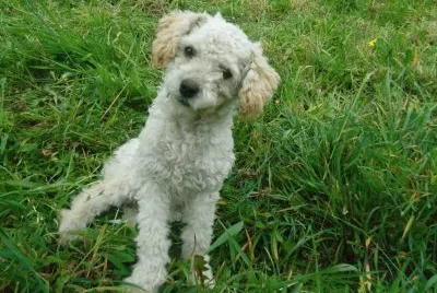 Cachorro