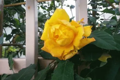 Yellow Roze