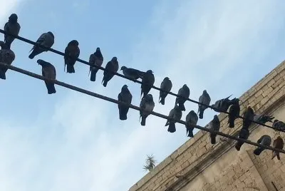 Birds, Jaffo