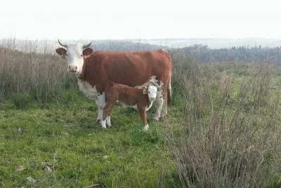 Cows, Ramot Menashe