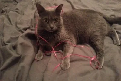 פאזל של cat