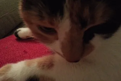 cat