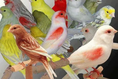 pÃ¡ssaros