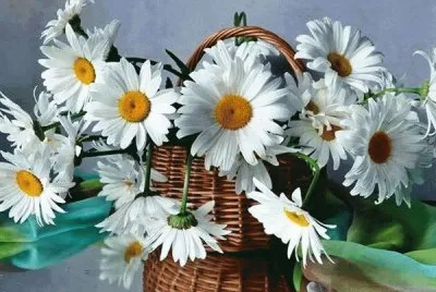margaridas