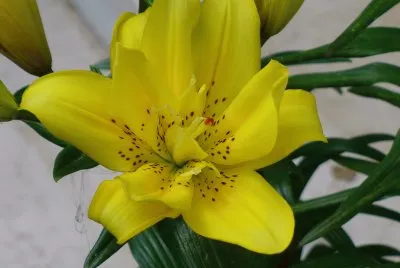 Lilium